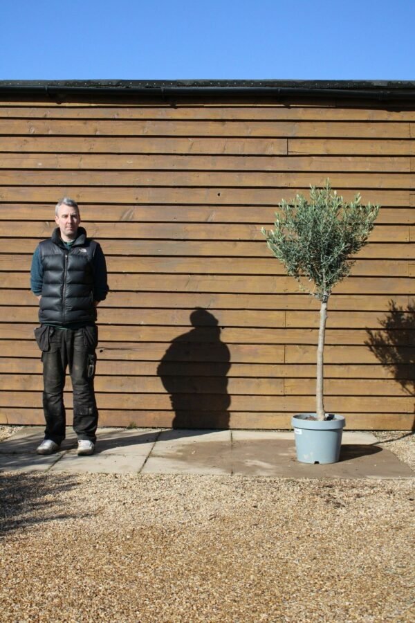 Bushy Standard Olive Tree 397 (1)