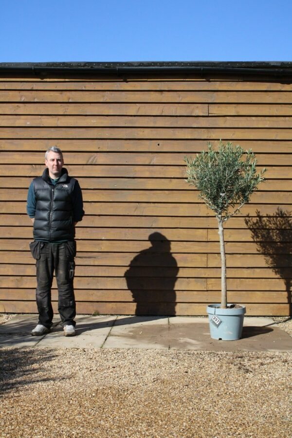 Bushy Standard Olive Tree 397 (2)