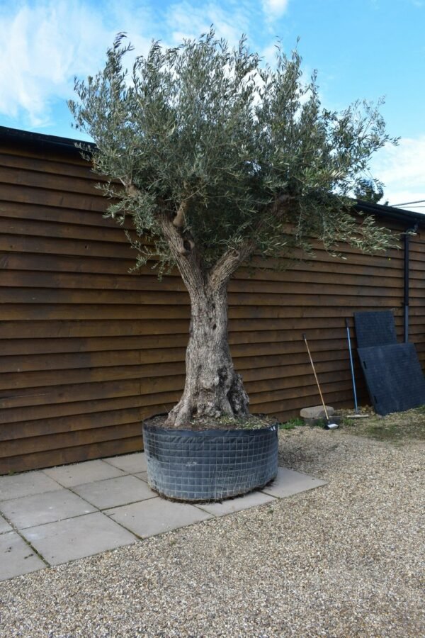 Caged Olive Tree 256 (1)