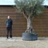 Caged Olive Tree 256 (2)