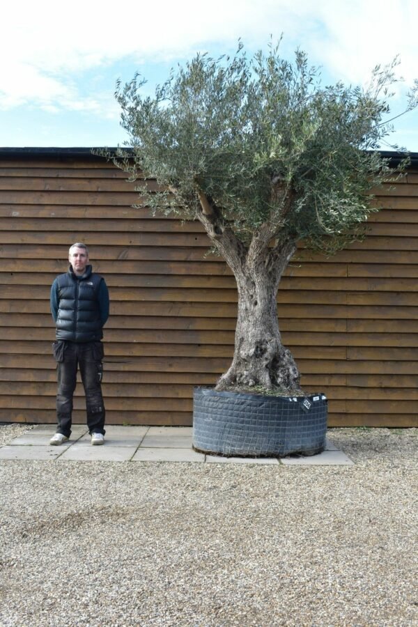 Caged Olive Tree 256 (2)