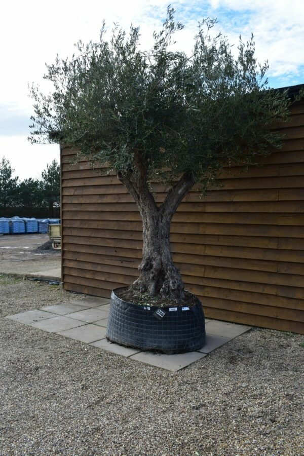 Caged Olive Tree 256 (3)