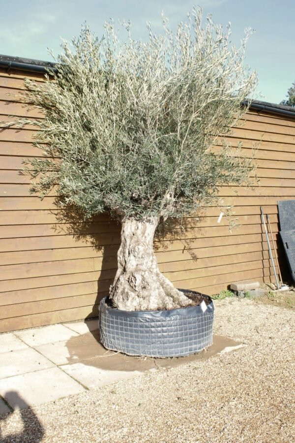 Hojiblanco Olive Tree 322 (1)