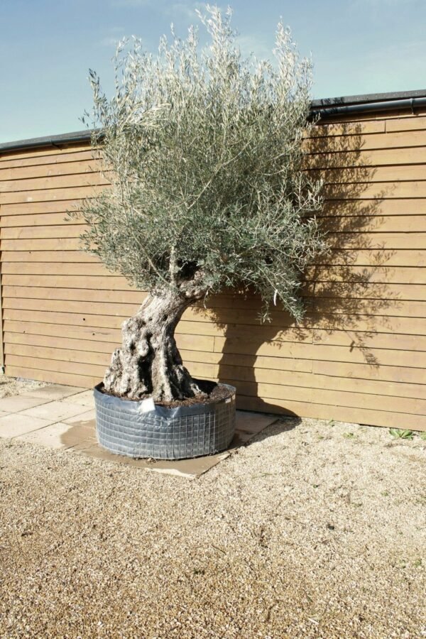 Hojiblanco Olive Tree 322 (3)