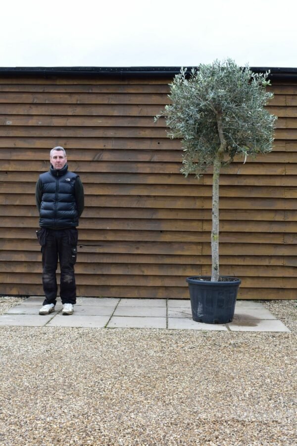 Large Chelsea Olive Tree 331 (2)