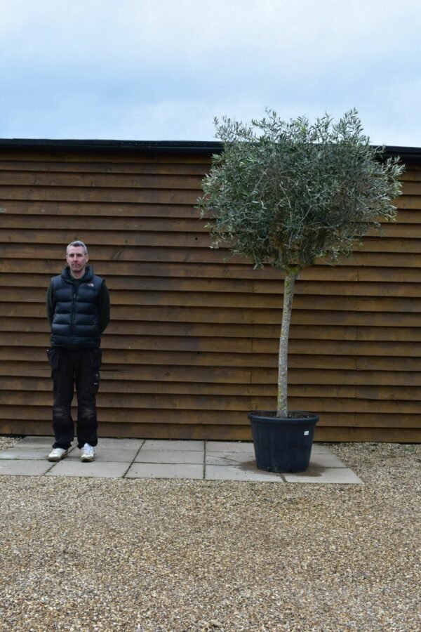 Large Chelsea Olive Tree 377 (1)