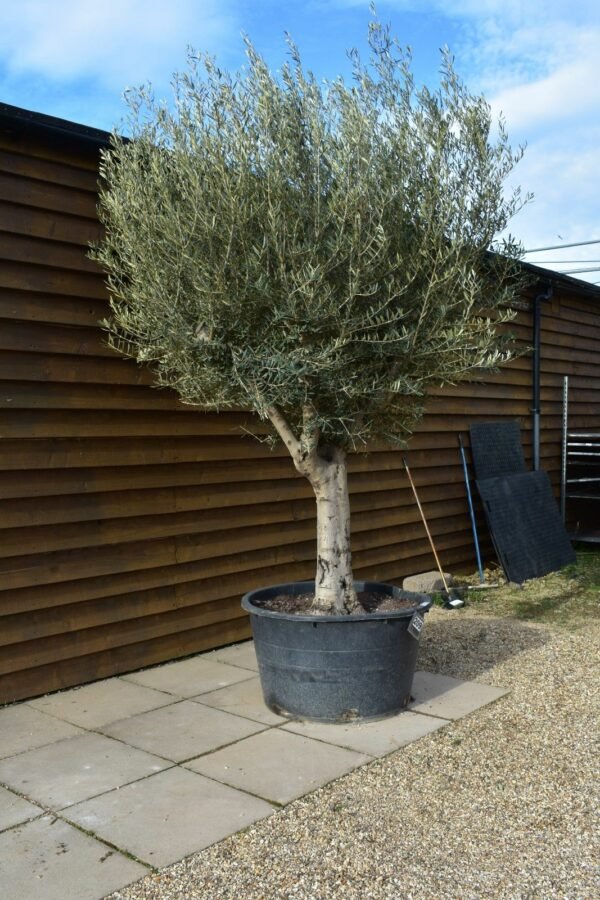Picual Olive Tree 209 (1)