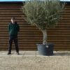 Picual Olive Tree 209 (2)