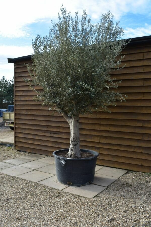 Picual Olive Tree 209 (3)