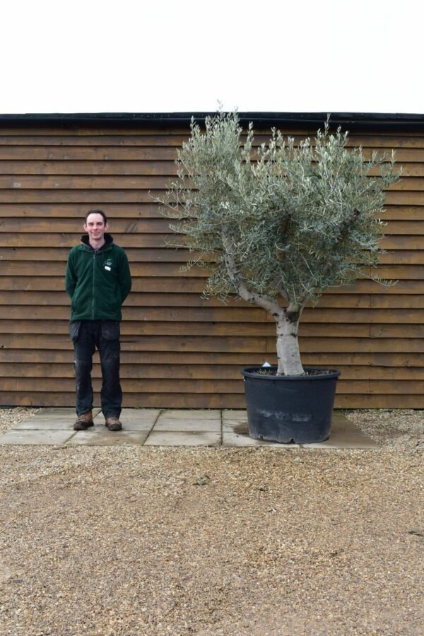 Picual Olive Tree 372 (1)