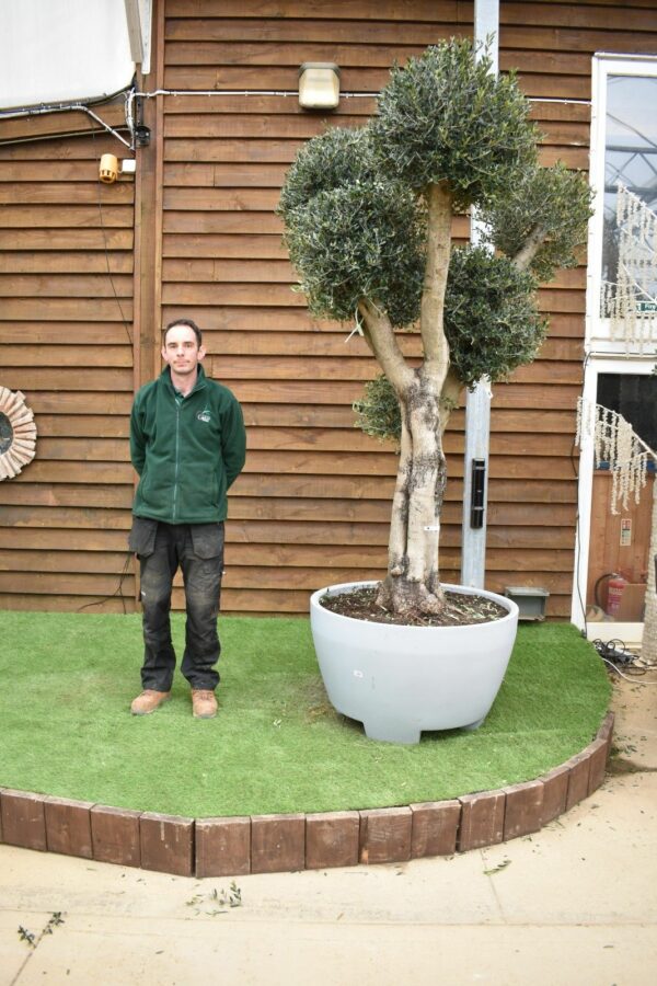 Pom Pom Olive Tree in Deco Pot 388 (1)
