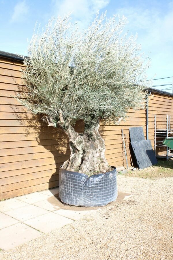 XL Hojiblanco Olive Tree 389 (1)