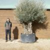 XL Hojiblanco Olive Tree 389 (2)
