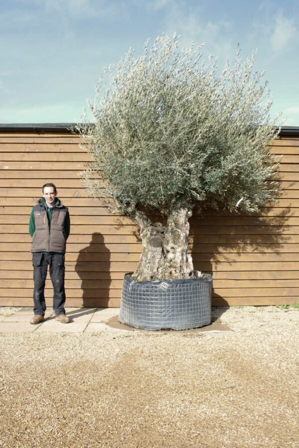 XL Hojiblanco Olive Tree 389 (2)