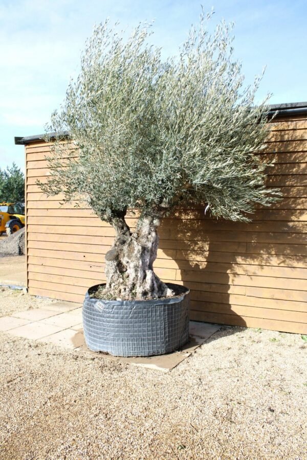XL Hojiblanco Olive Tree 389 (3)