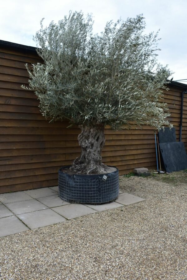 Xl Hojiblanco Olive Tree 241 (2)