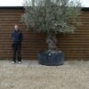 Xl Hojiblanco Olive Tree 241 (3)