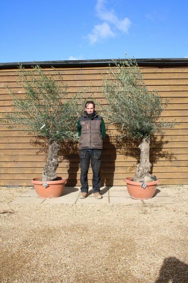 x2 Bonsai Olive Tree 334 344 (2)
