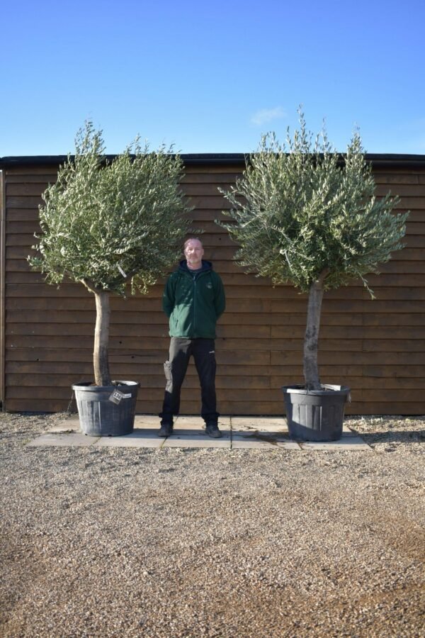 x2 Top Worked Olive Trees 108 121 (1)
