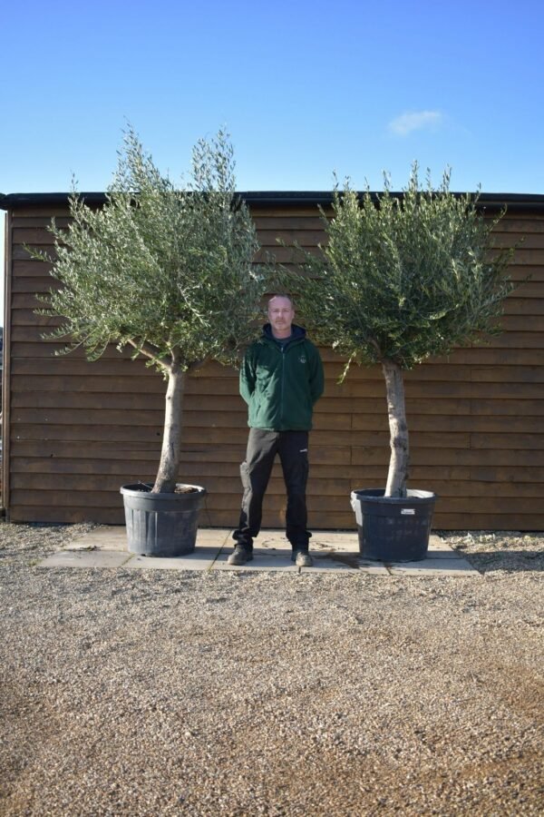 x2 Top Worked Olive Trees 108 121 (2)