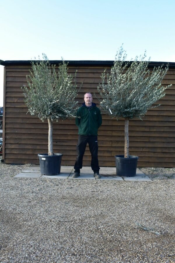 x2 Top Worked Olive Trees 134 136 (1)