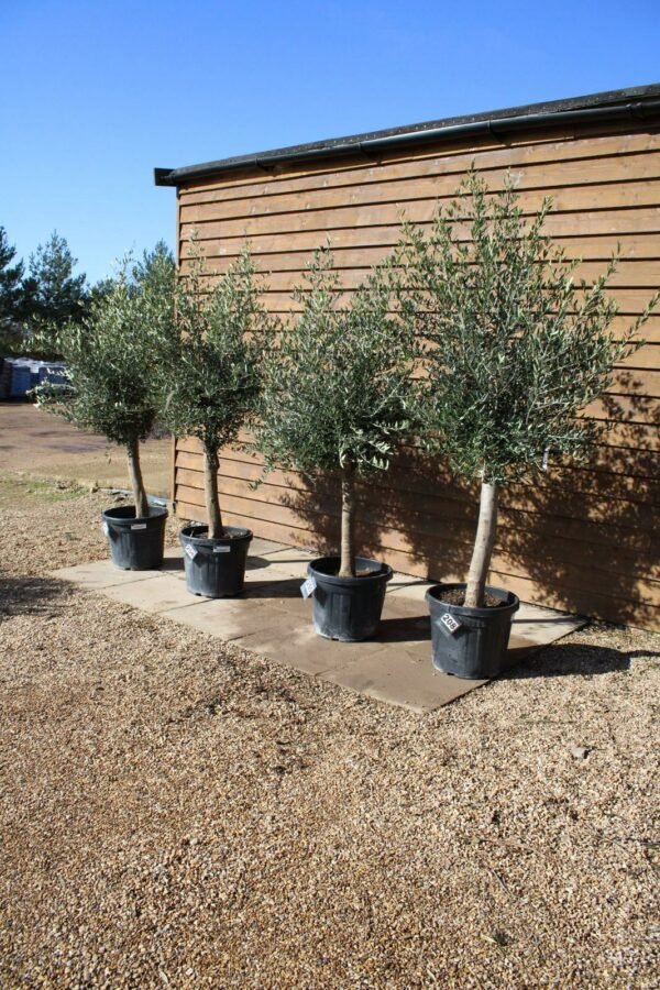x4 Screening Olive Trees (1)