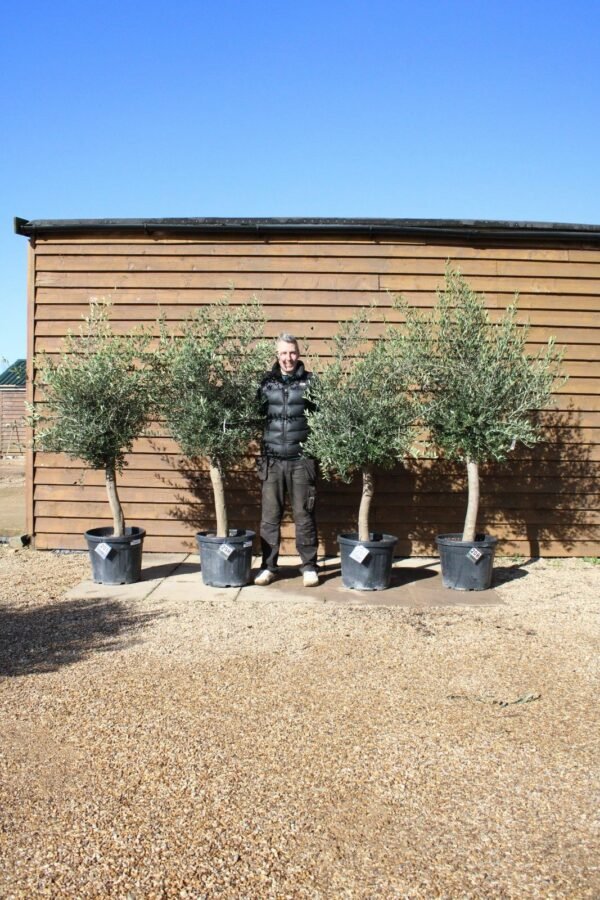 x4 Screening Olive Trees (2)