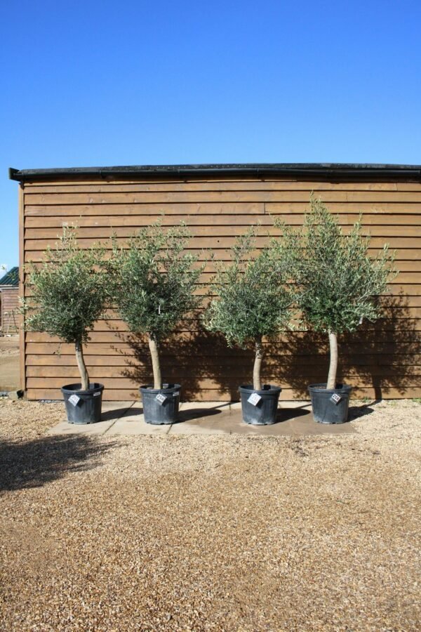x4 Screening Olive Trees (3)