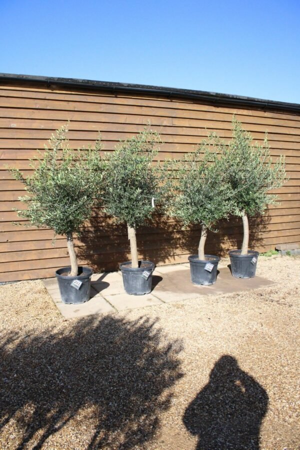 x4 Screening Olive Trees (4)