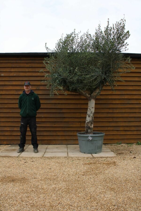 55 75 Multi Stem Olive Tree 303 (1)