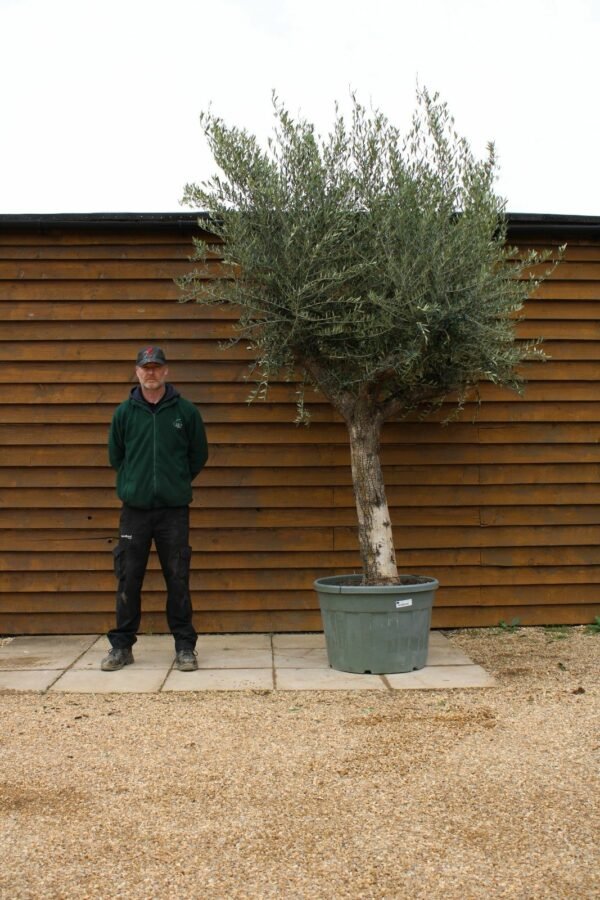 55 75 Multi Stem Olive Tree 303 (2)