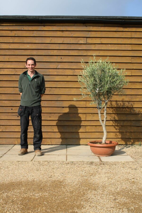60cm Bowl Olive Tree 139 (1)