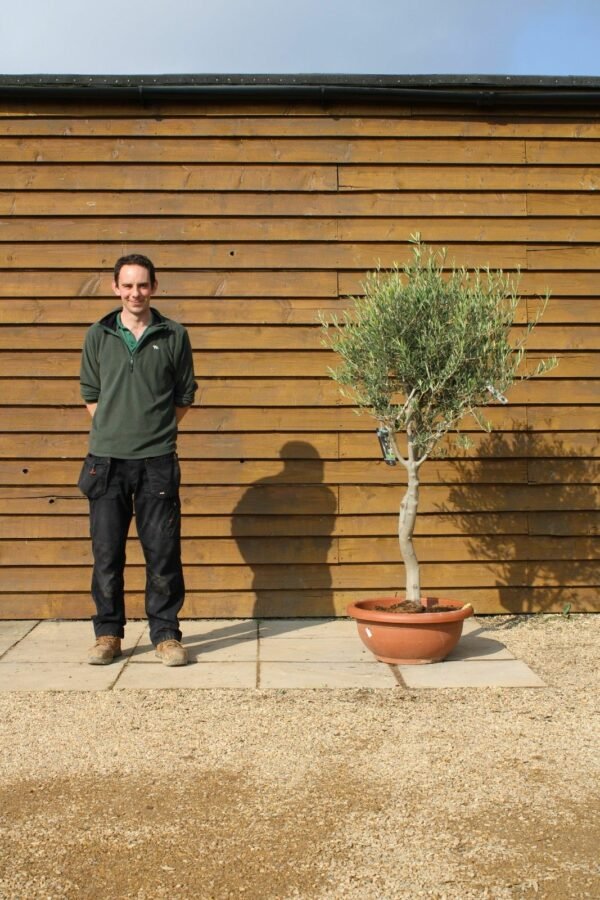 60cm Bowl Olive Tree 139 (2)