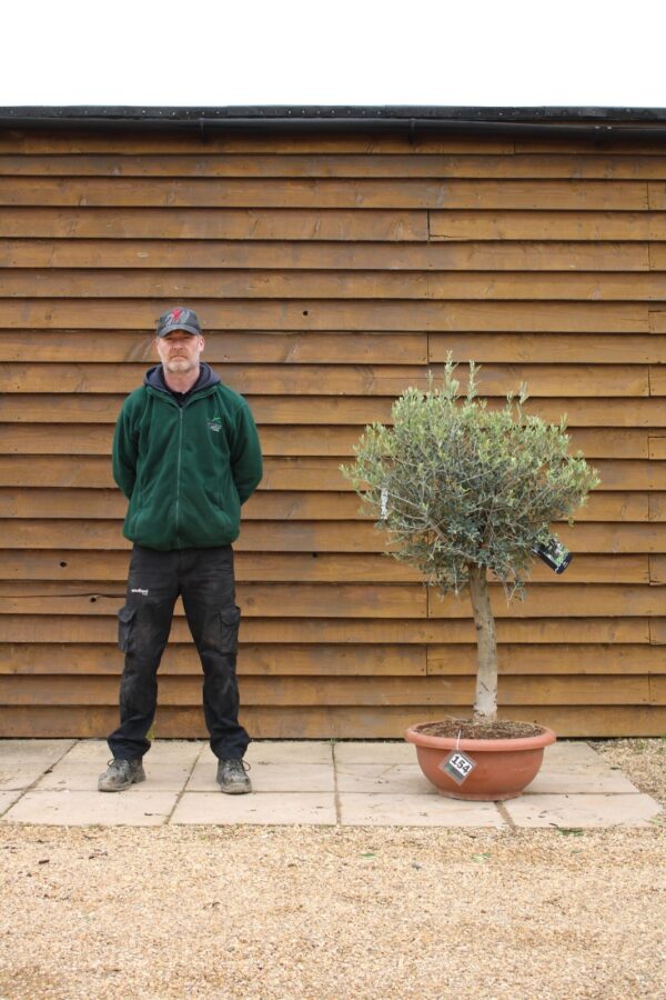 60cm Bowl Olive Tree 154 (1)