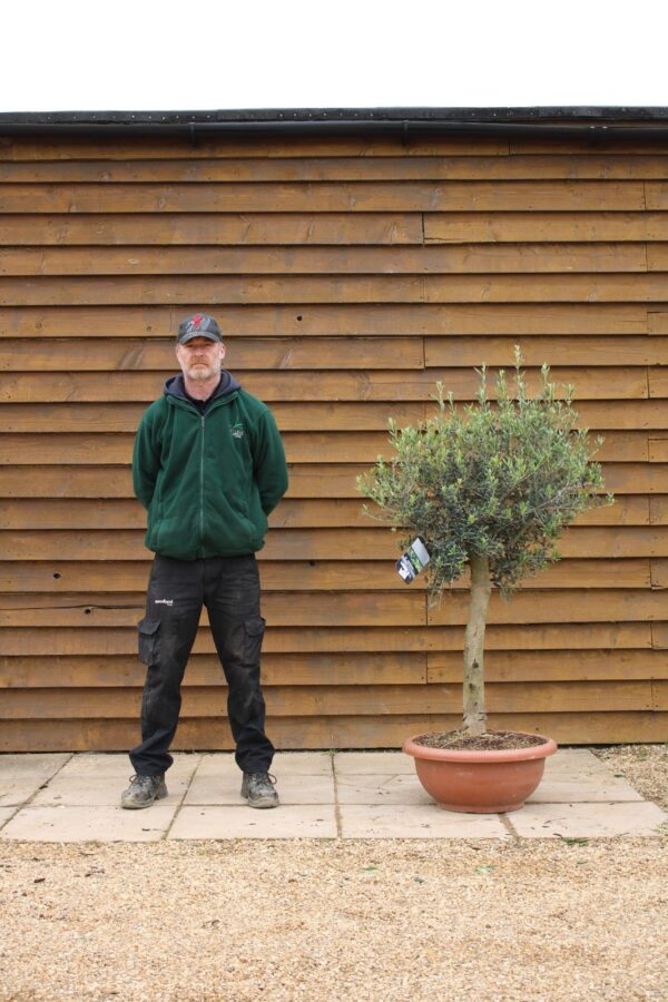 60cm Bowl Olive Tree 154 (2)