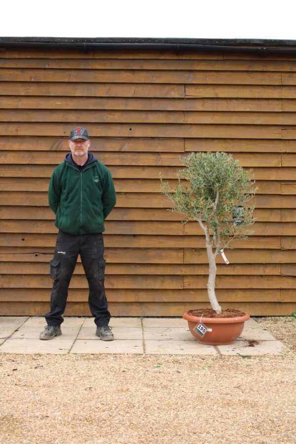 60cm Bowl Olive Tree 195 (1)