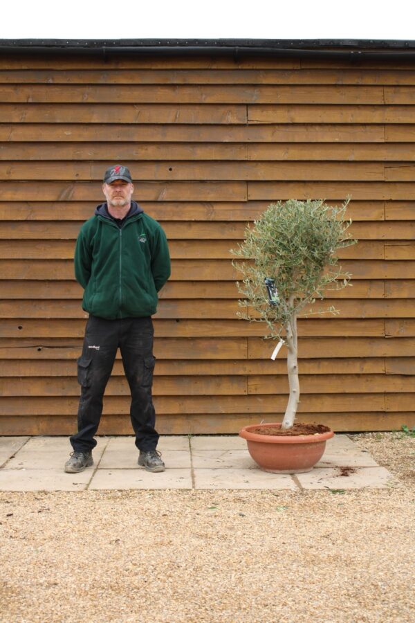 60cm Bowl Olive Tree 195 (2)