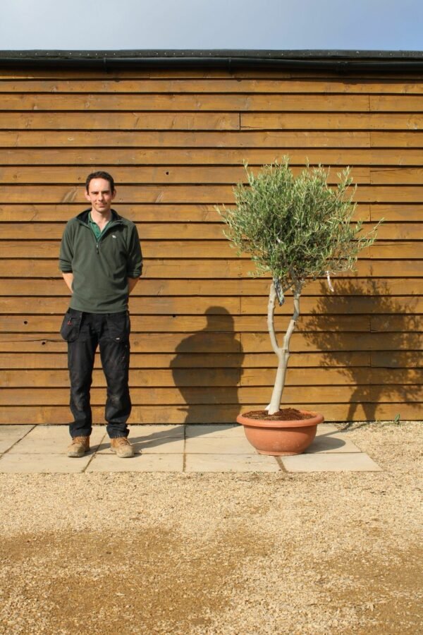 60cm Bowl Olive Tree 341 (1)