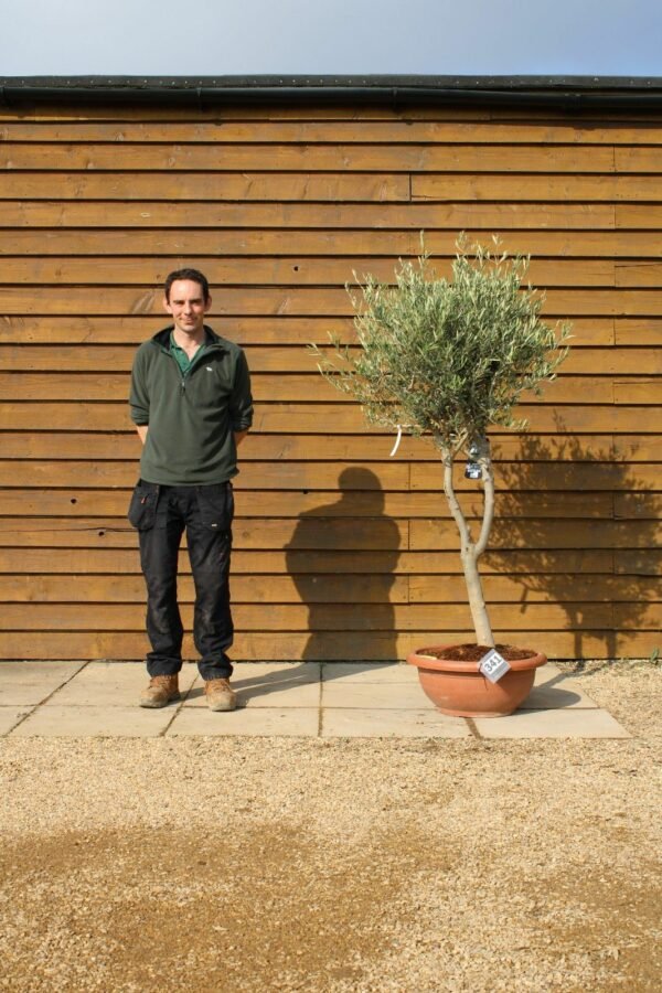 60cm Bowl Olive Tree 341 (2)