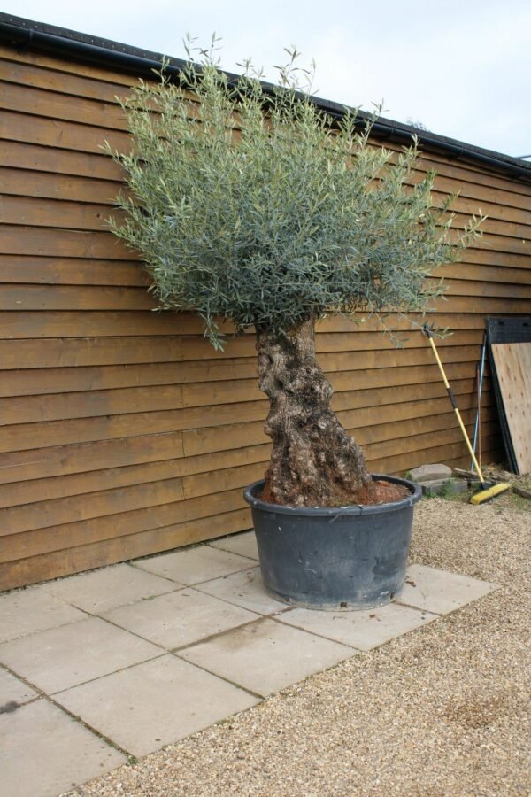 80 100 Bonsai Olive Tree 272 (2)