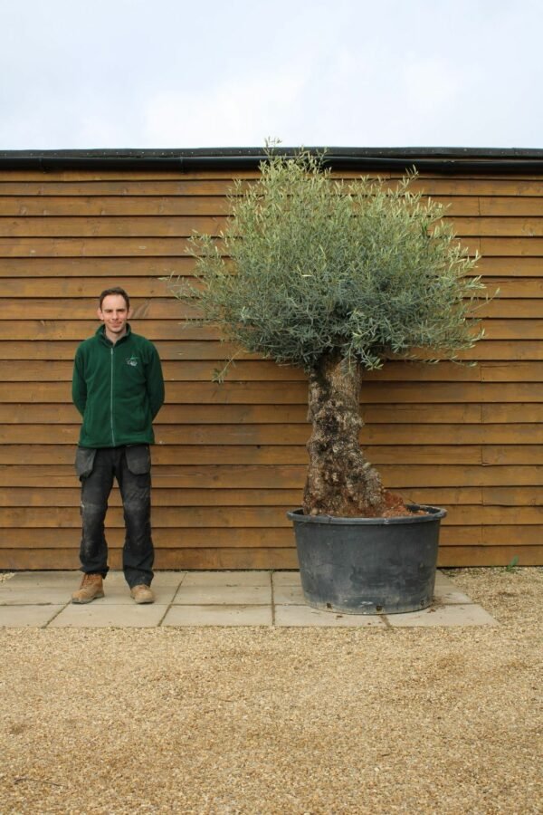 80 100 Bonsai Olive Tree 272 (3)