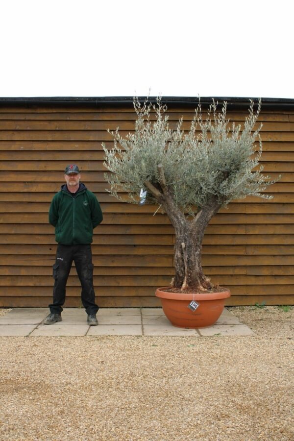 90cm Bonsai Olive Tree 196 (1)