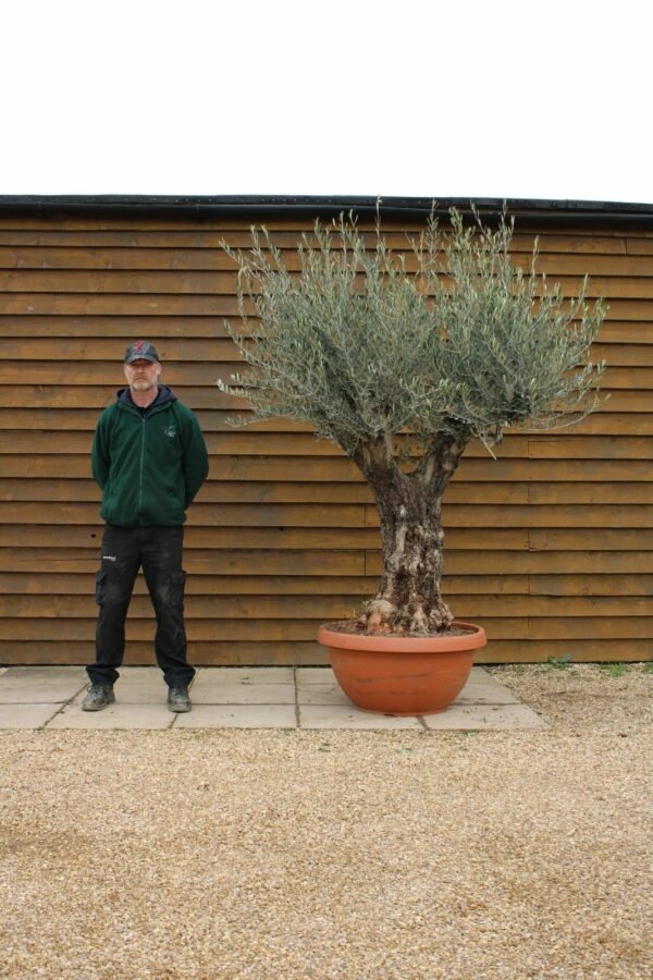 90cm Bonsai Olive Tree 196 (2)