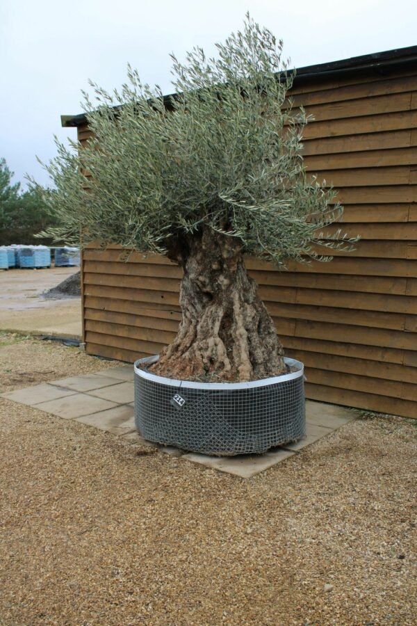 Ancient Bonsai Olive Tree 214 (1)
