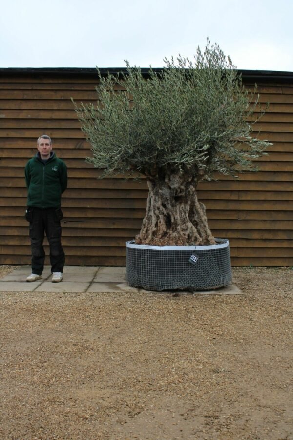 Ancient Bonsai Olive Tree 214 (3)