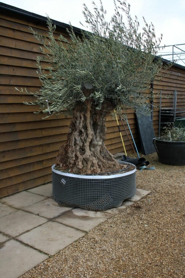 Ancient Bonsai Olive Tree 340 (1)