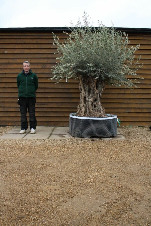Ancient Bonsai Olive Tree 340 (2)
