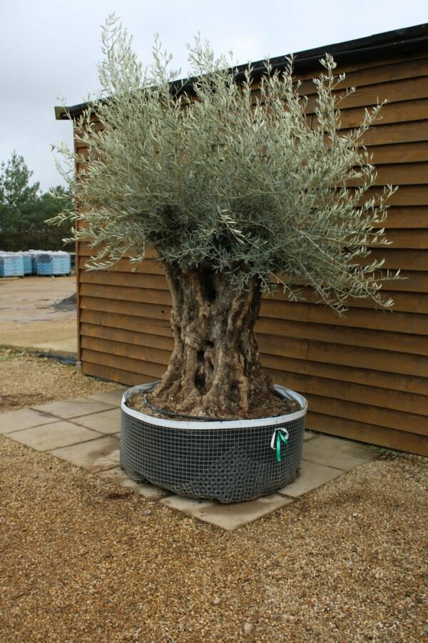 Ancient Bonsai Olive Tree 340 (3)