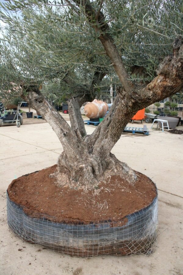 Ancient Olive Tree M-4853 (1)