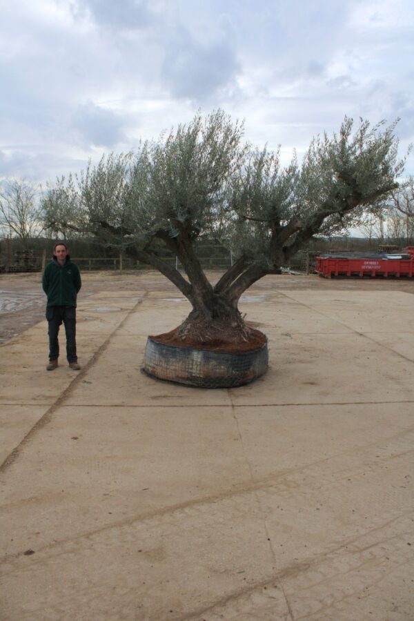 Ancient Olive Tree M-4853 (2)
